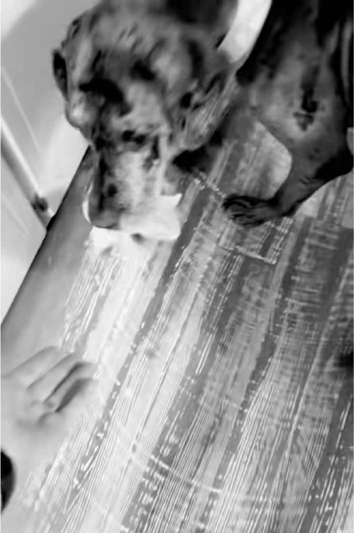 @Unschool the Dog