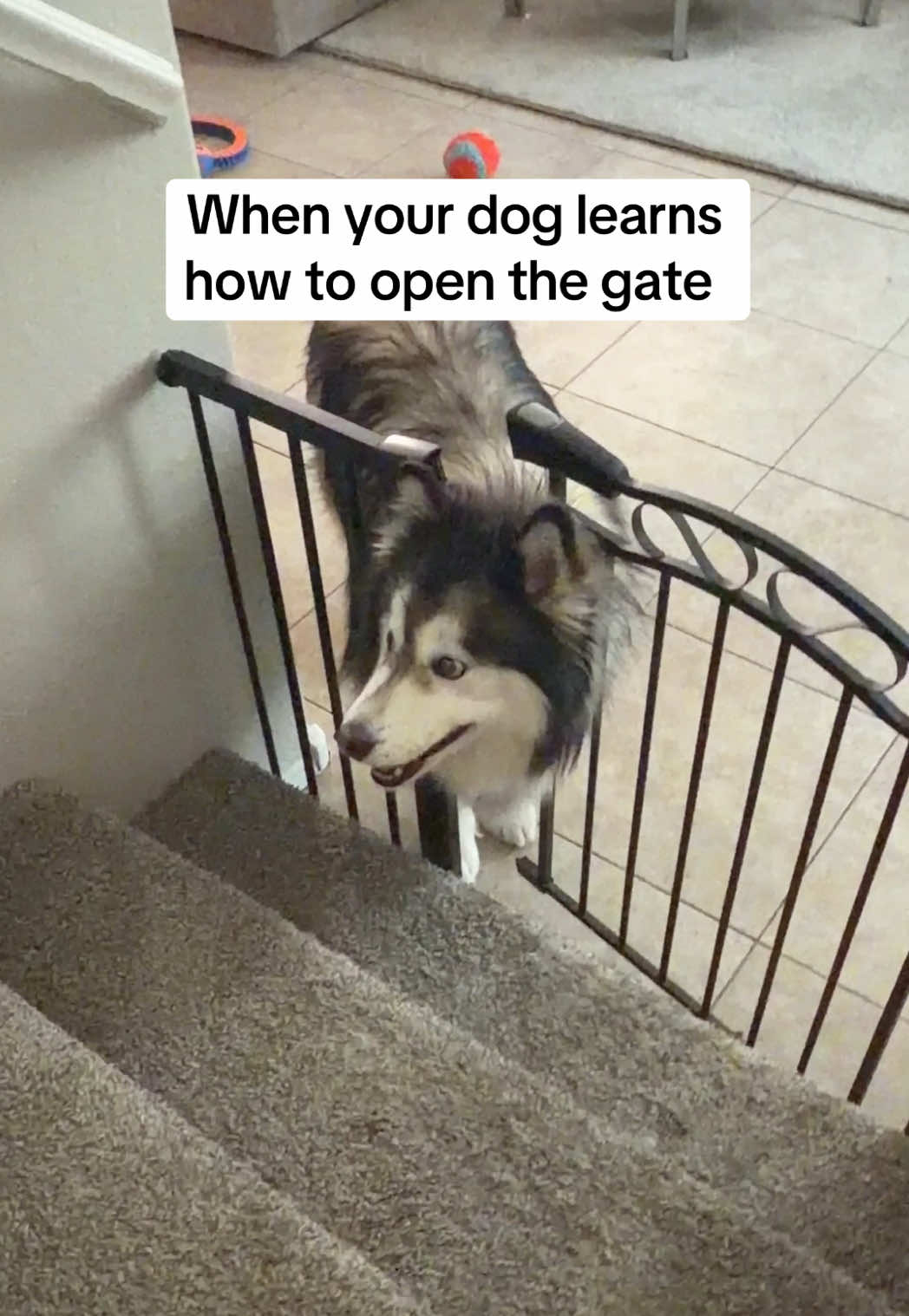@Bandit The Husky