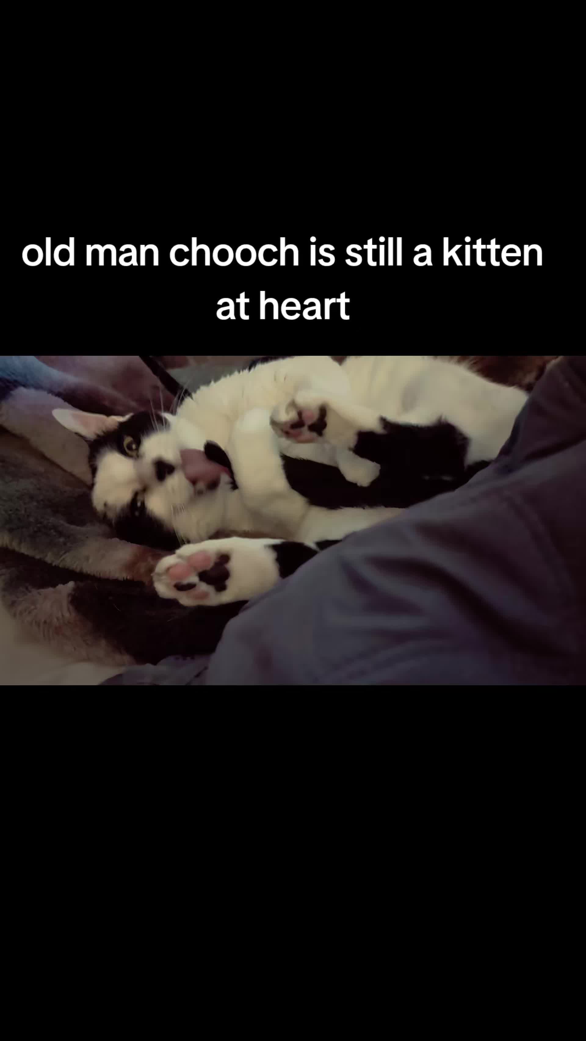 @BuffyTheKittenSpayer