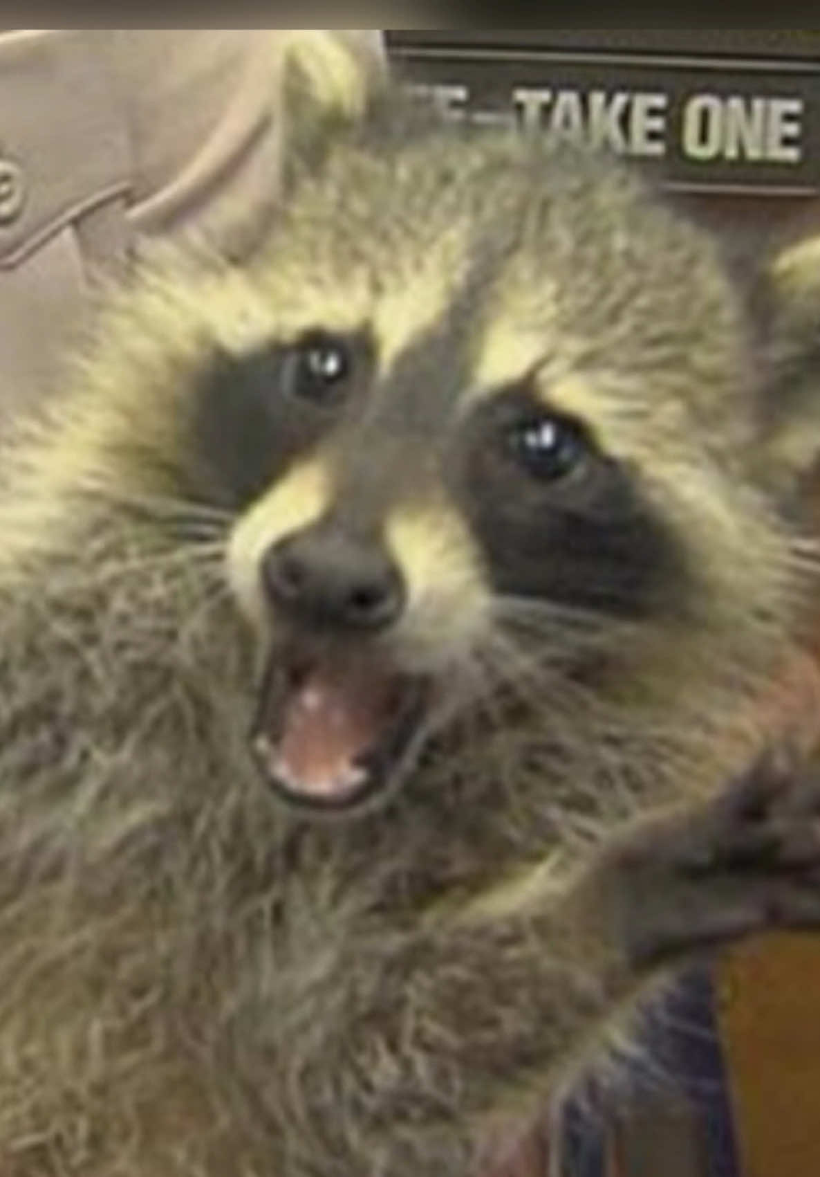 @Raccoon Music Videos