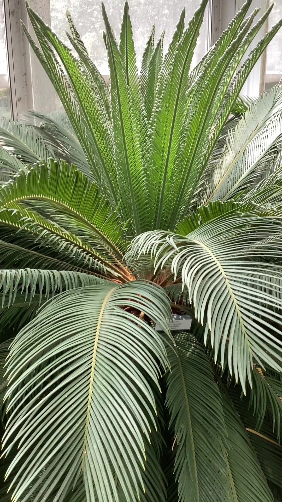 @bsu greenhouse