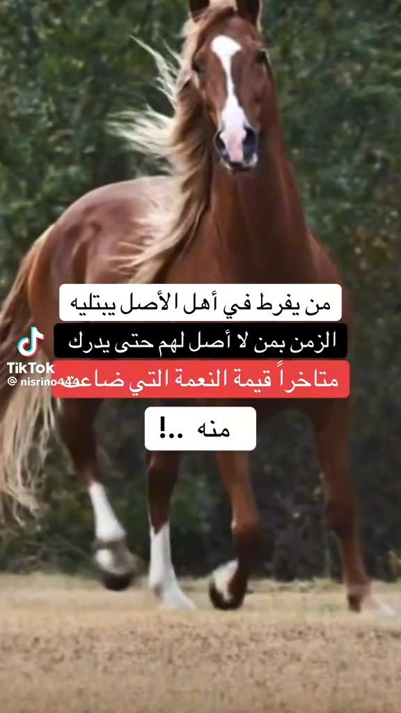 @عبدالقادر محمد احمد ابوتوب ال
