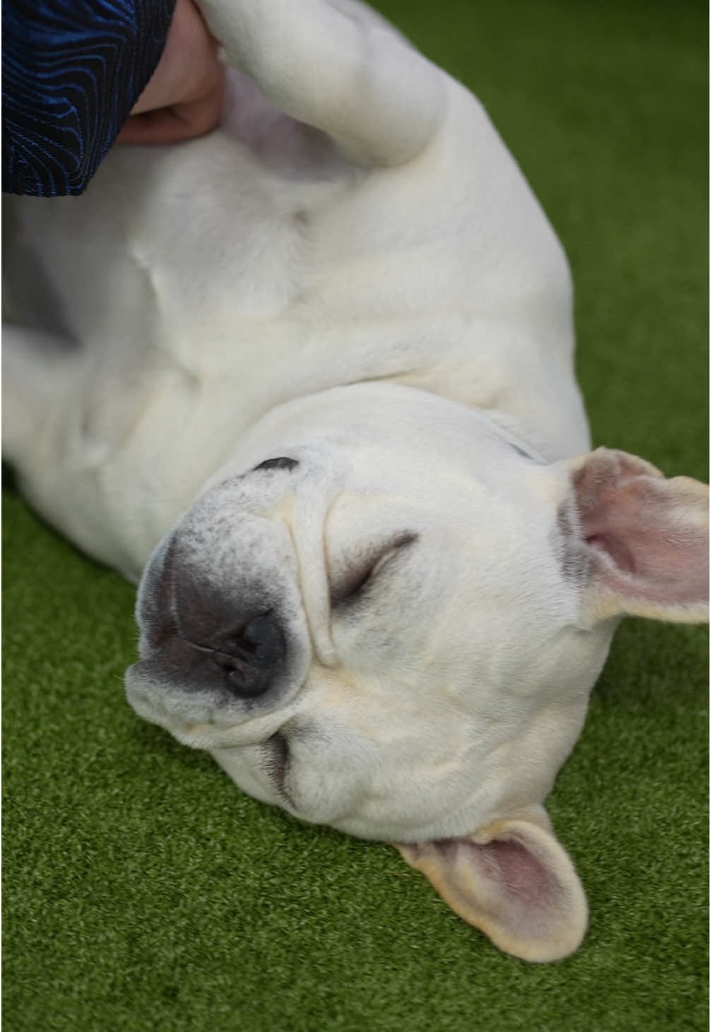 @Westminster Kennel Club