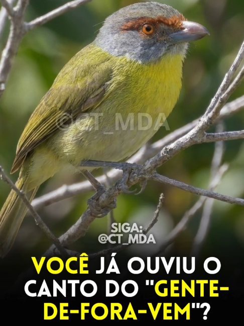 @@ct_mda