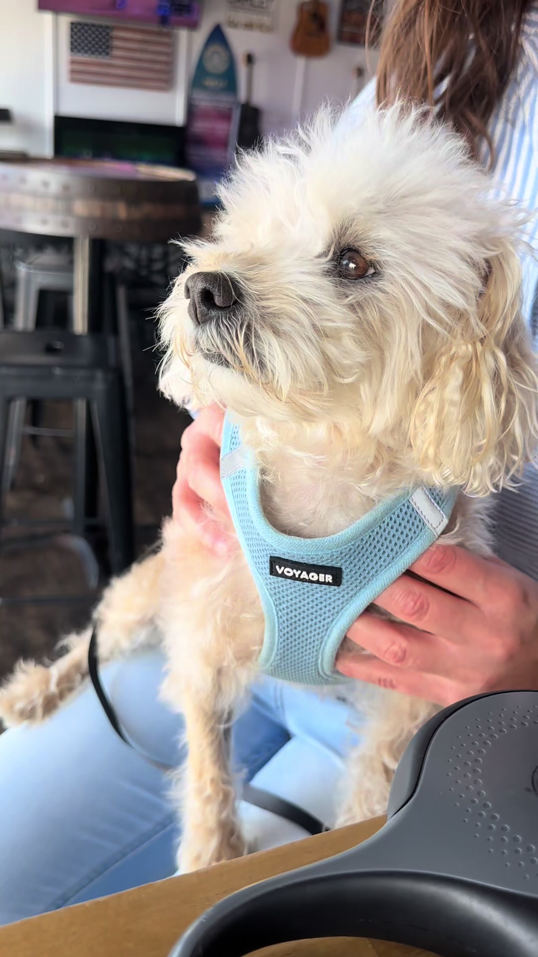 @He Was A PoodleBoi