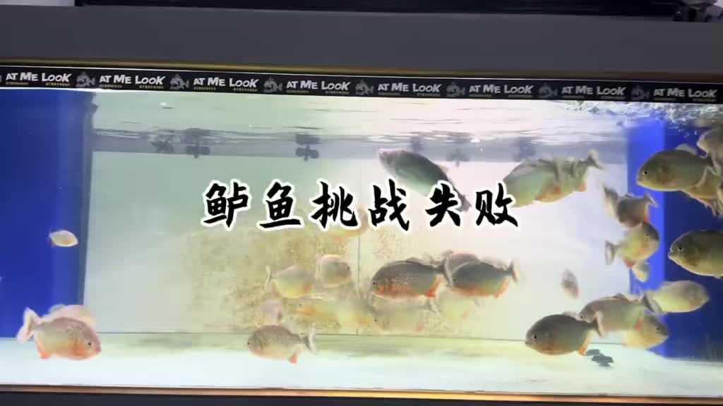 @Monsterfishkeeper