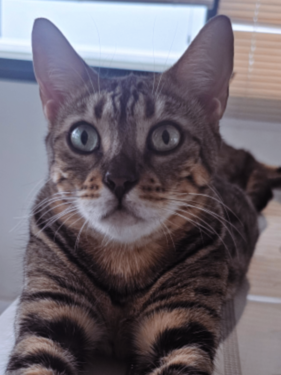 @layjudfamily🐾🐱