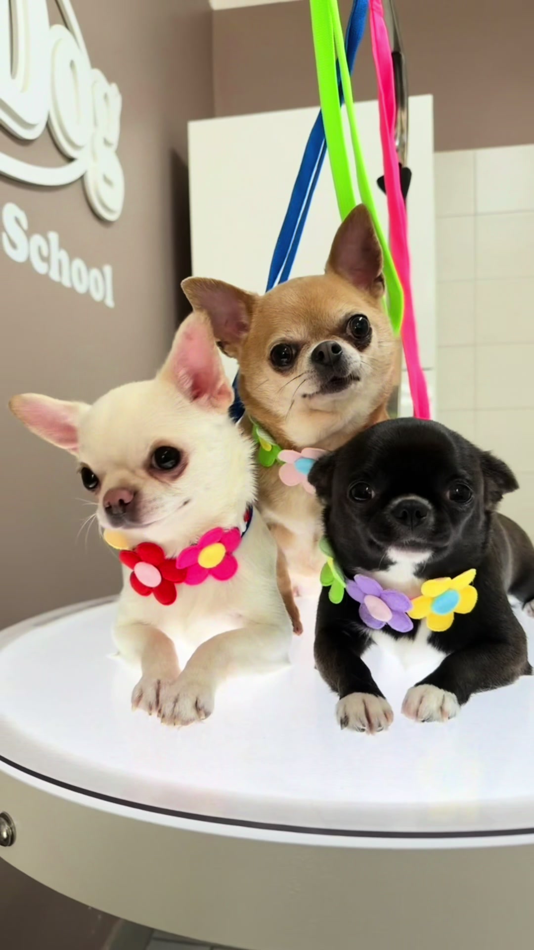 @NewDog Toelettatura & Pet Shop