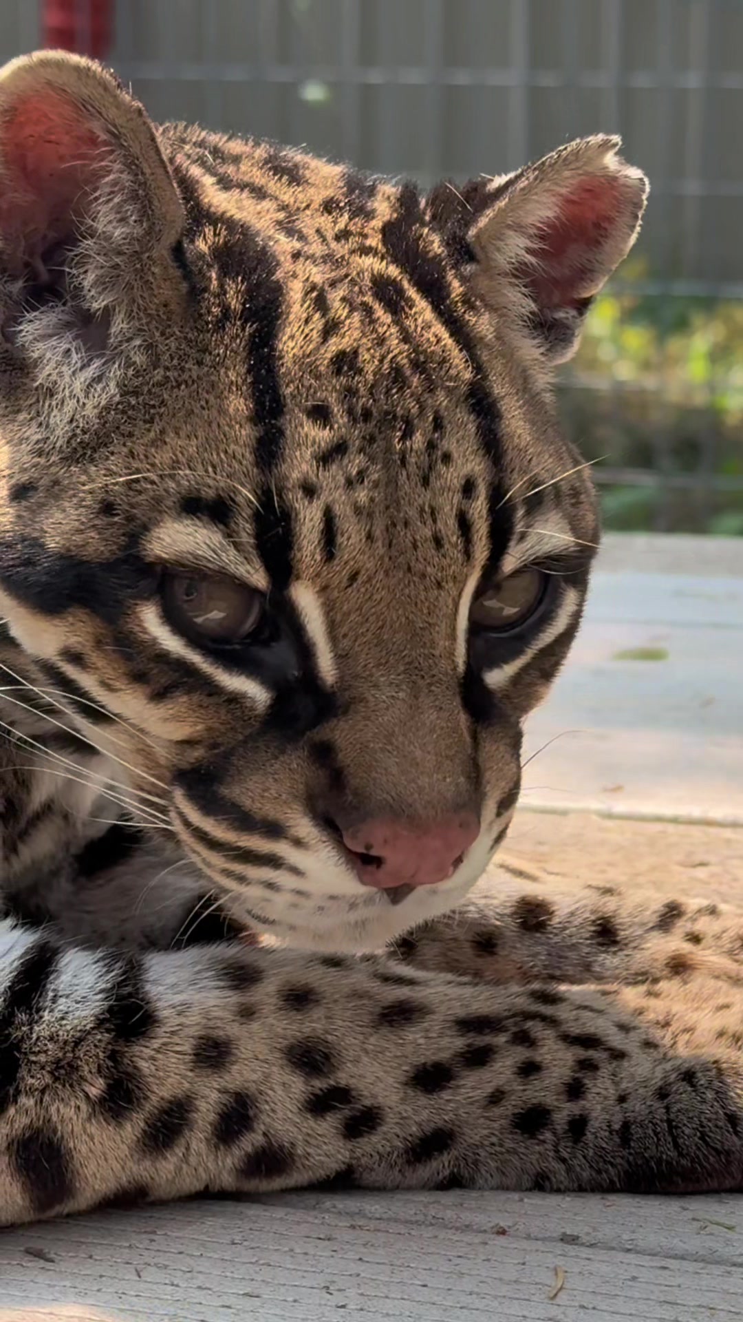 @The Wildcat Sanctuary