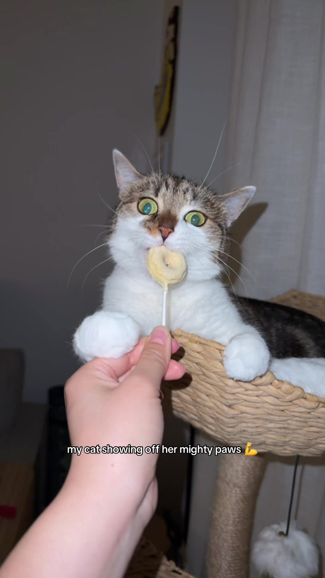 @Suki Purrs