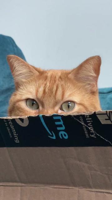 @cowboycatdad