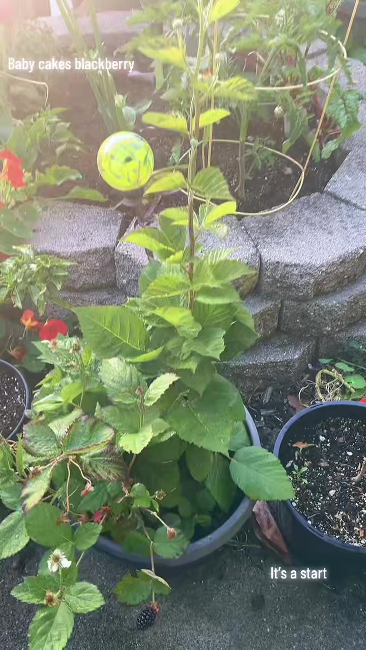 @oakland_garden_gal