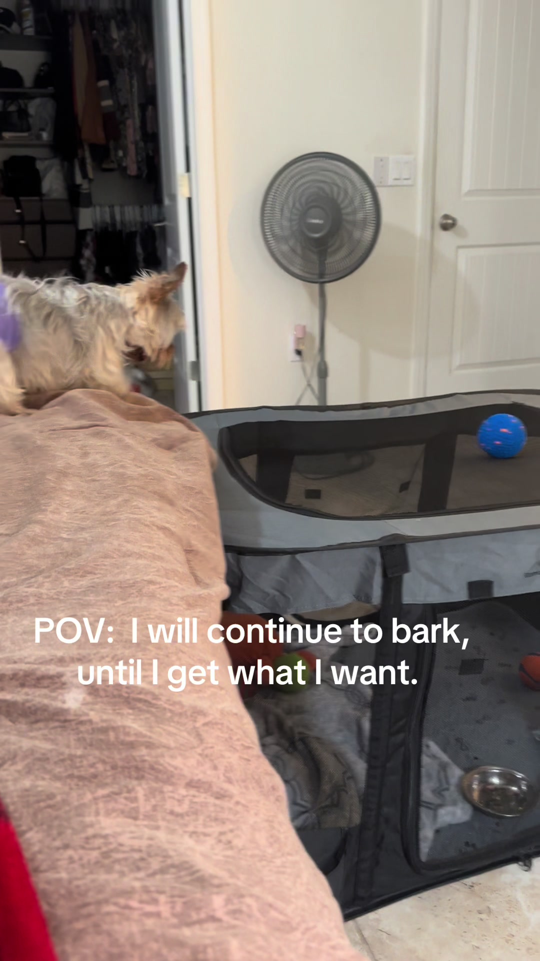 @Penny the Yorkie