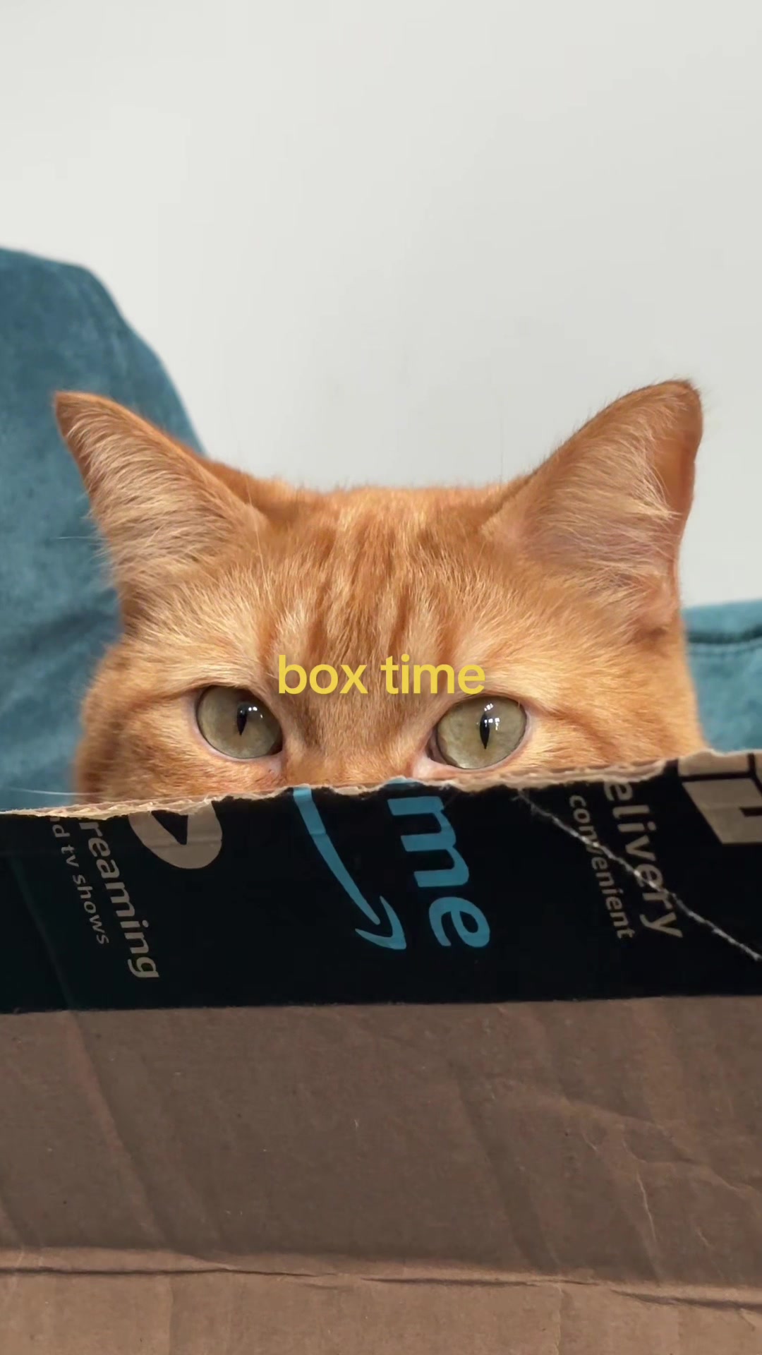 @cowboycatdad