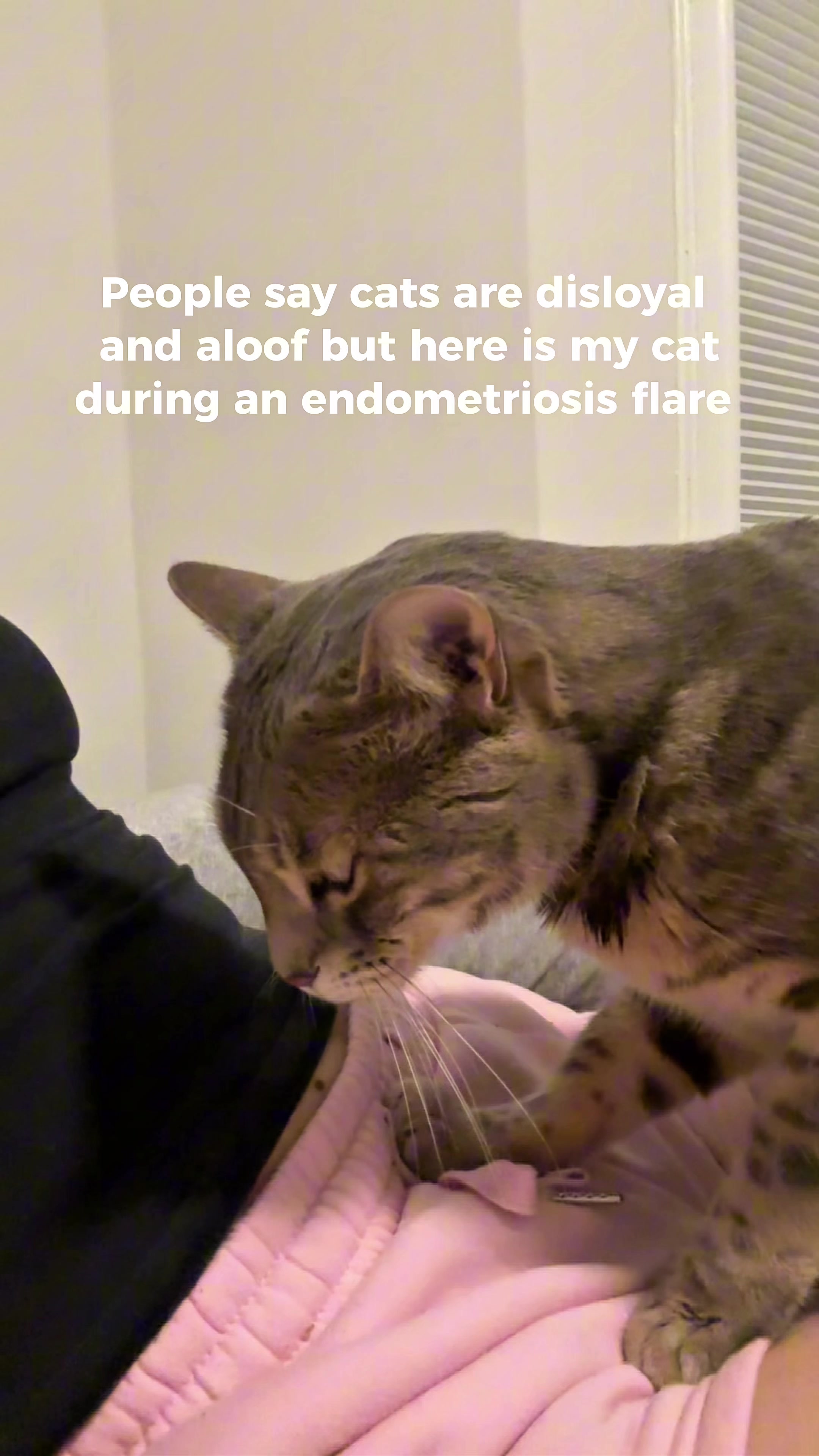 @Mochi the Bengal