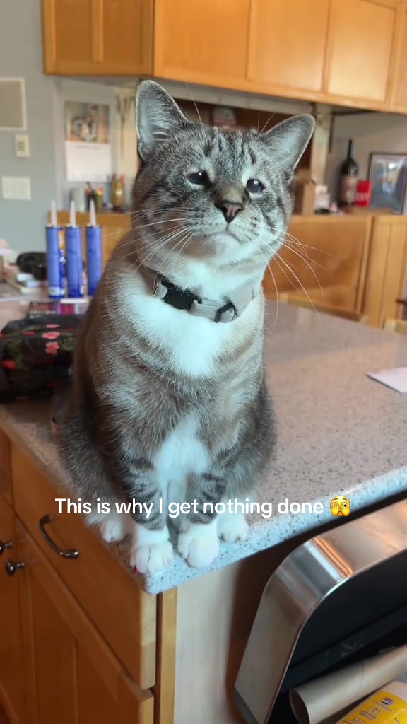 @bellkittiesmom