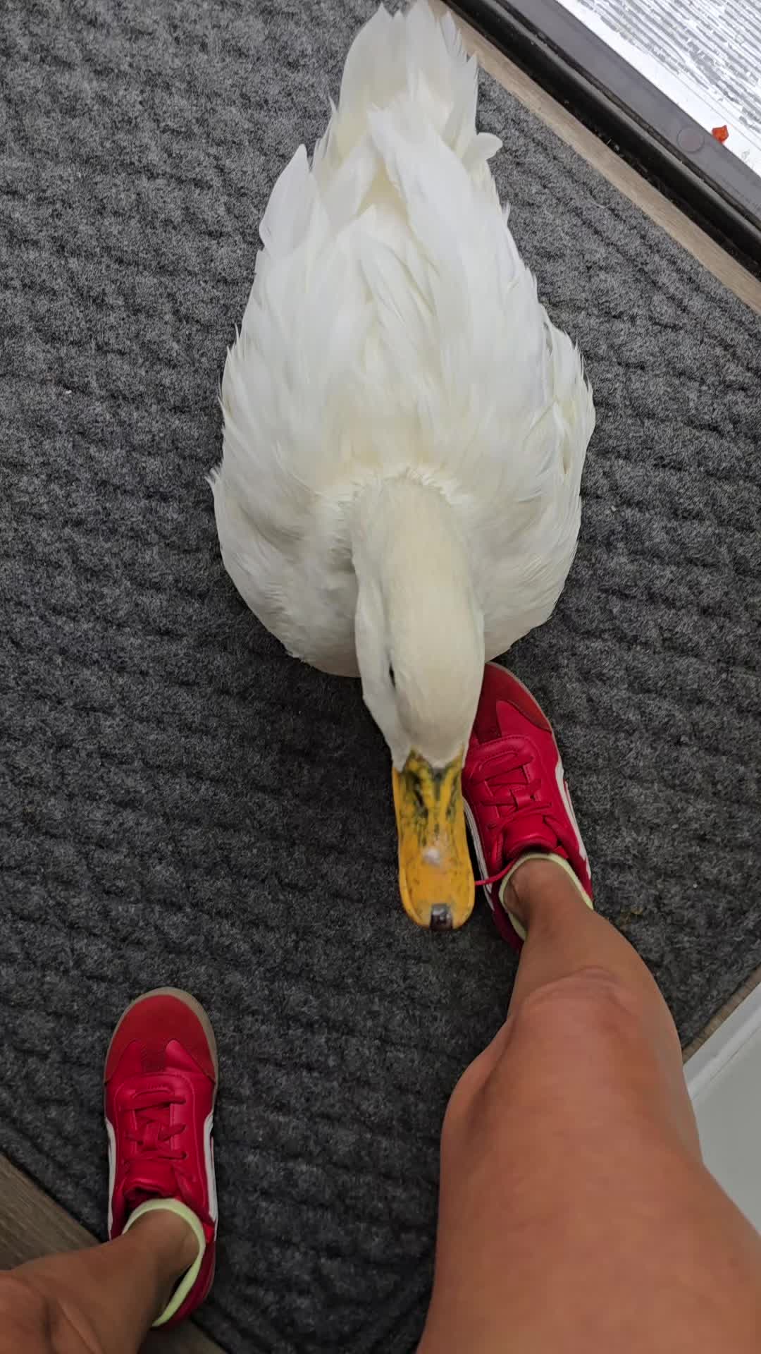 @piglettheduckthat