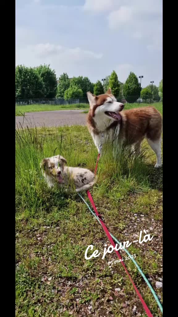 @Ilo🩵💜 - Nala et Falco❤️💙