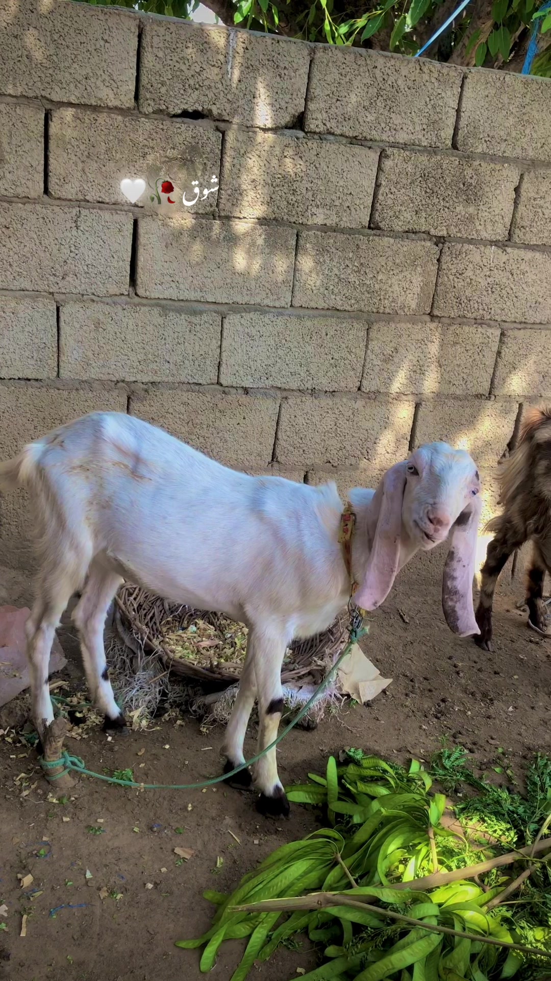 @ZAlN Gota Farm