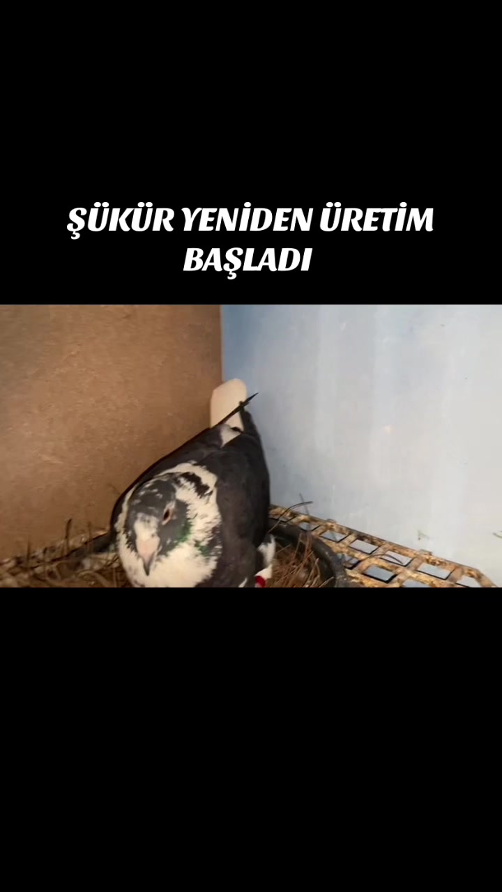 @ⒼİSMAİL ACARⒼ