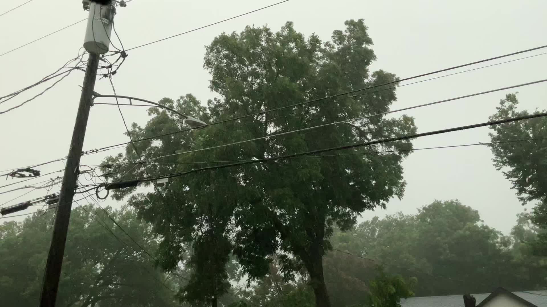 @Live Oak Tree Service