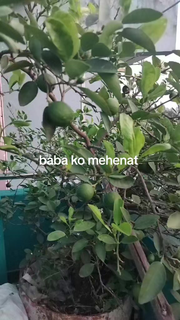 @Sunu Karki