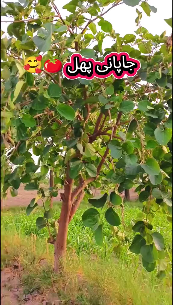 @mazhar Iqbal layyah wal