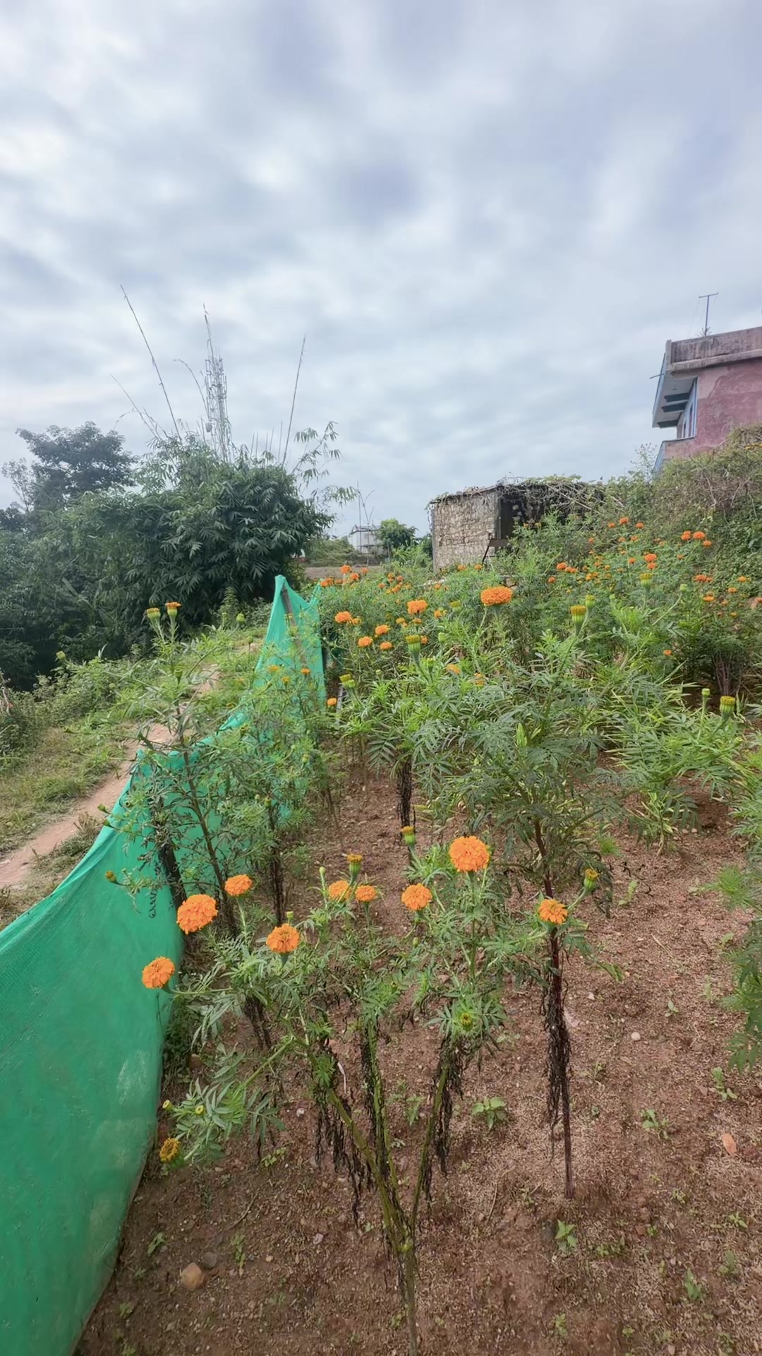 @meenu Rijal Adhikari