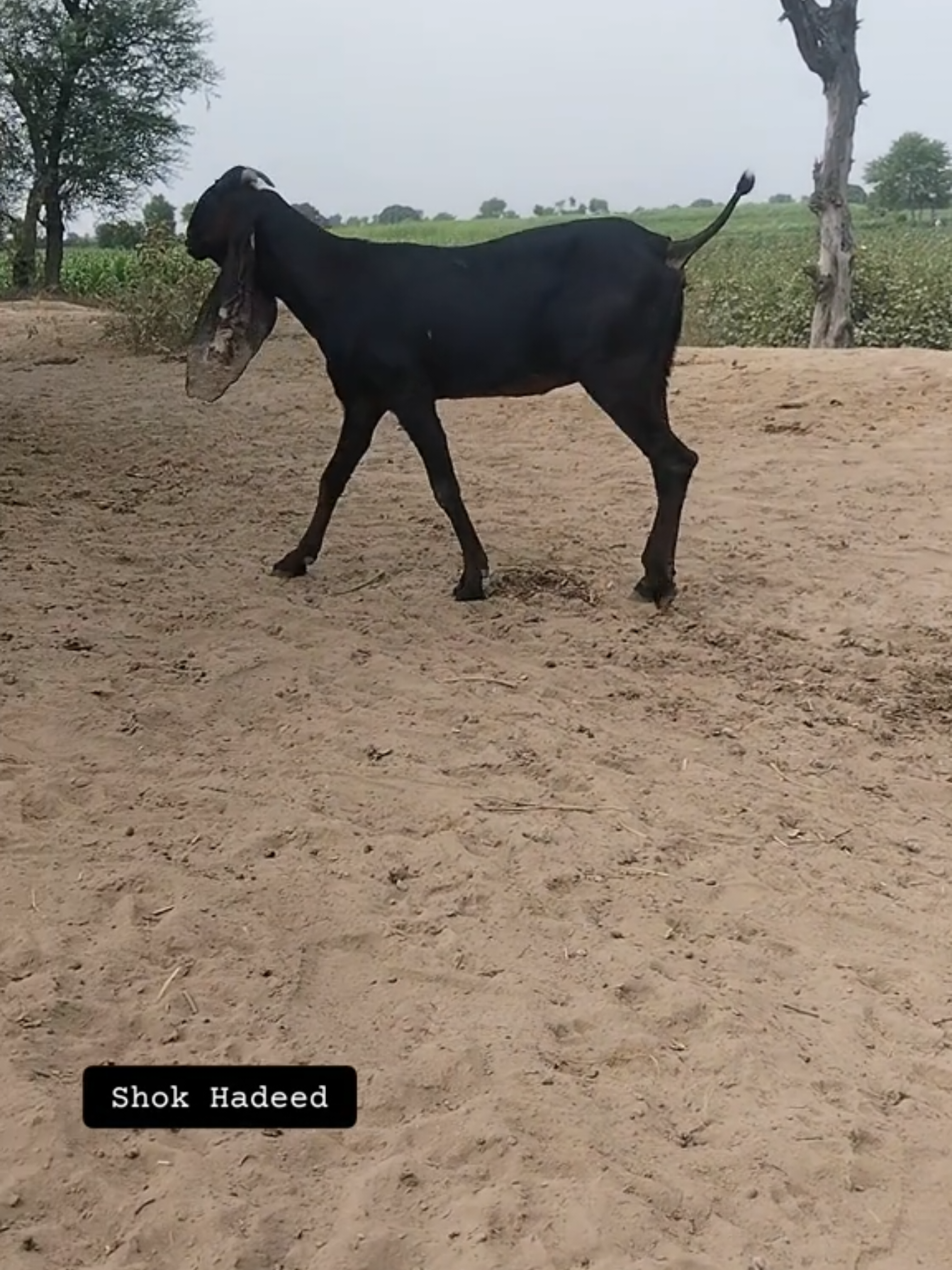 @𝕄.𝔾.𝔽
