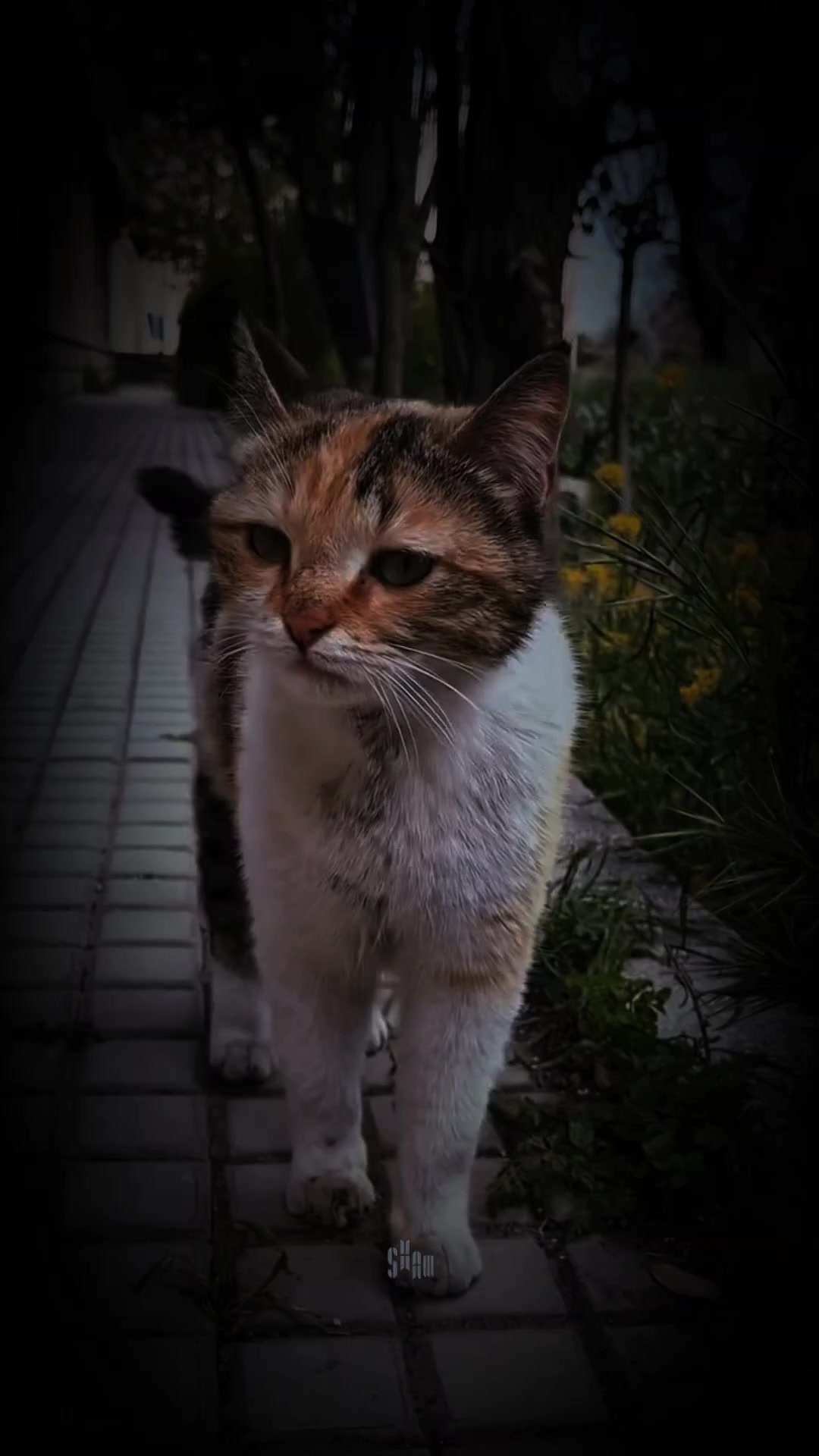 @شامان العنزي
