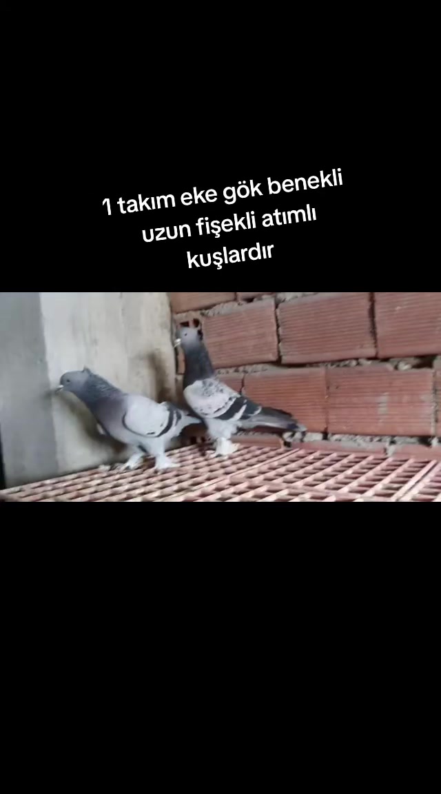 @huseyinsagir