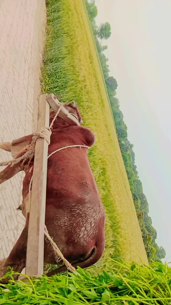 @tiktok.com/@falakshar3244