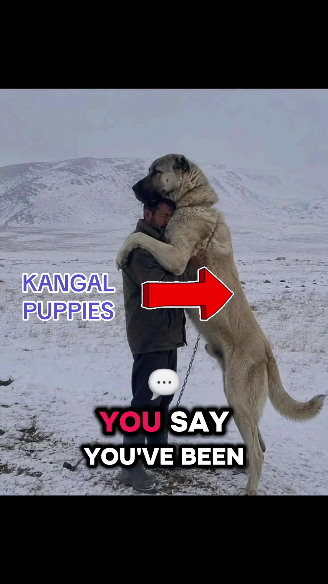 @Ultimate Puppies