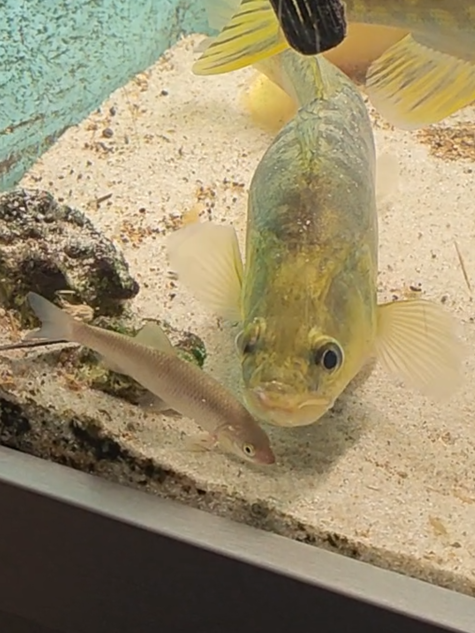 @predatoryfishtank
