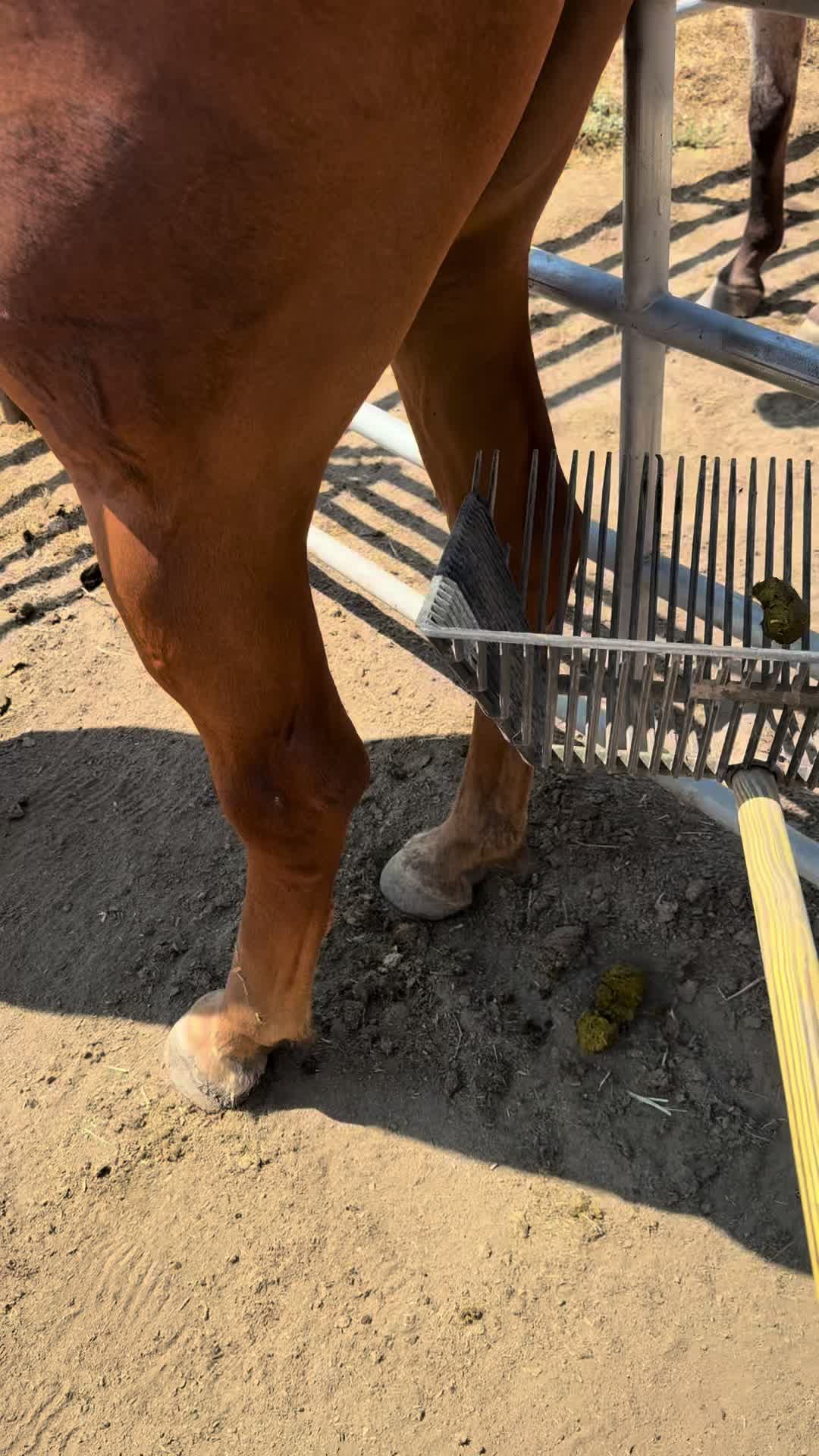 @Cowgirl Tuff Colt Training ❤️