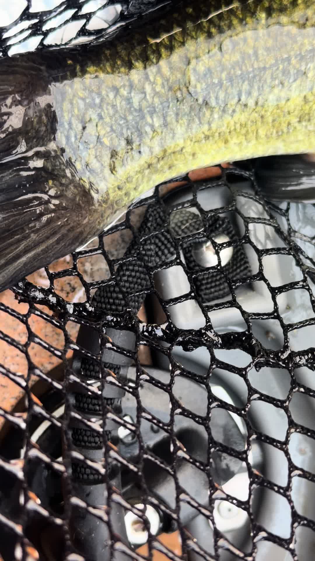@wildbillfishing