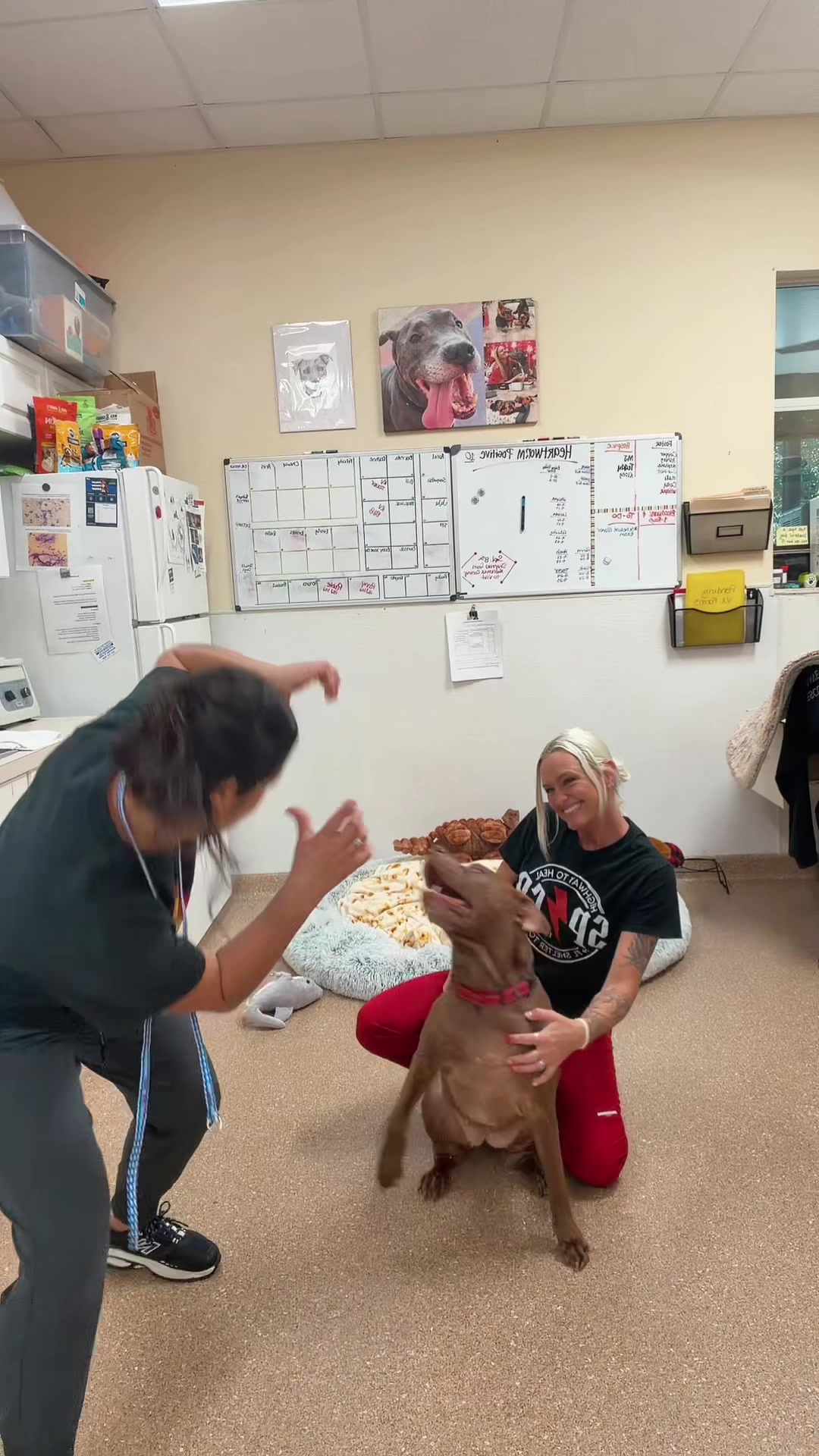 @2vettechs