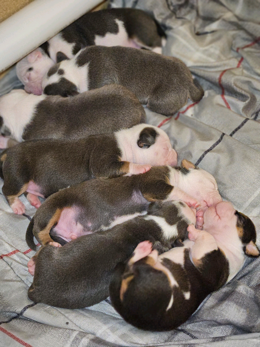 @125 BullyCamp