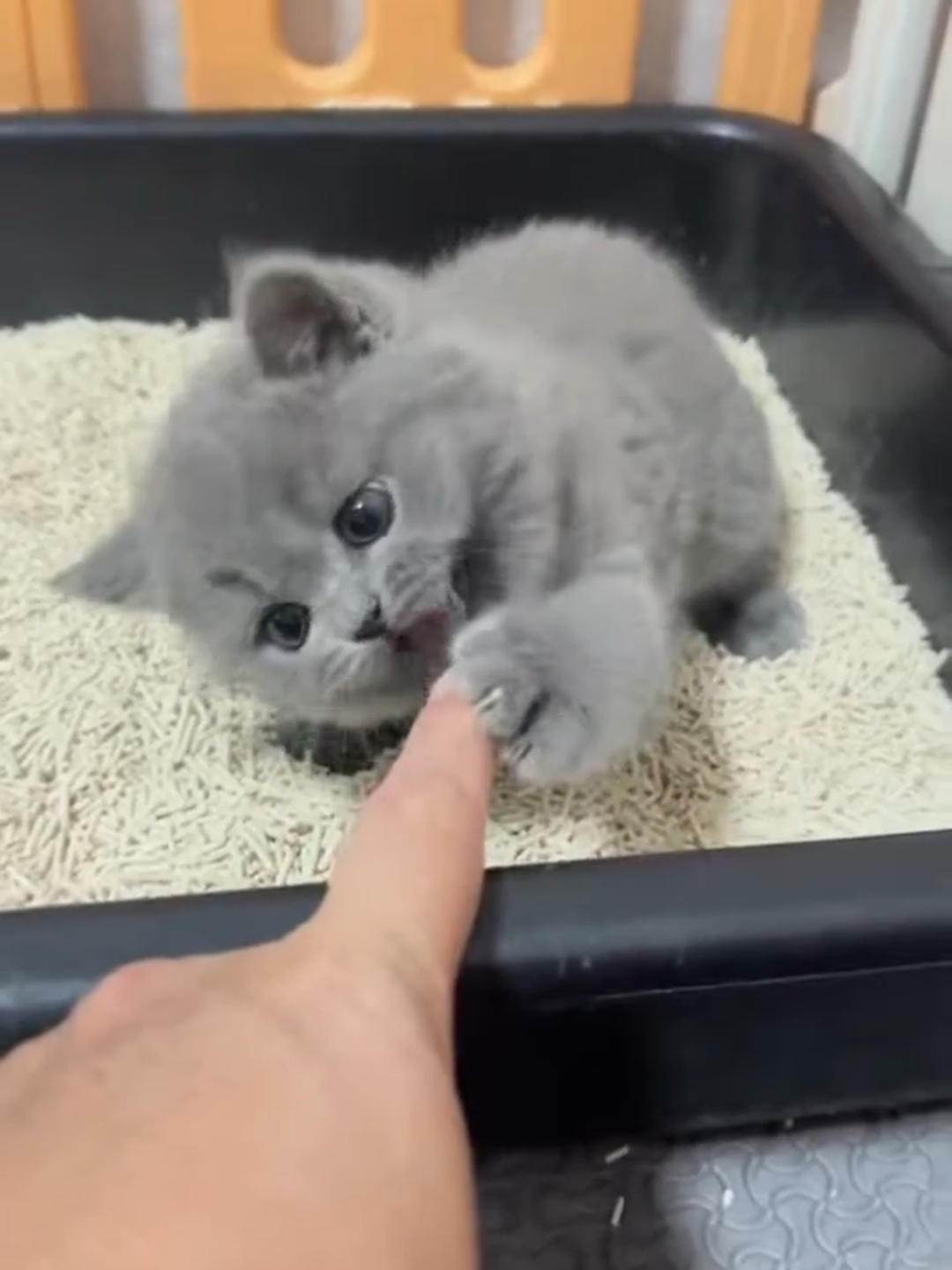 @Chonky World Of Cats