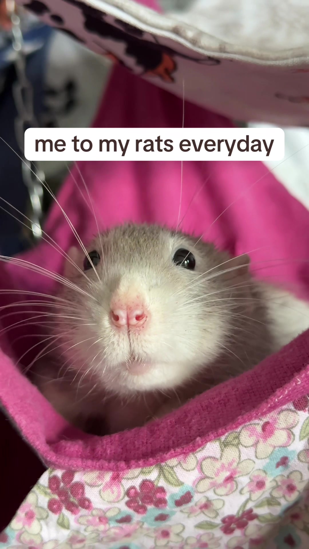 @Roxy’s rats