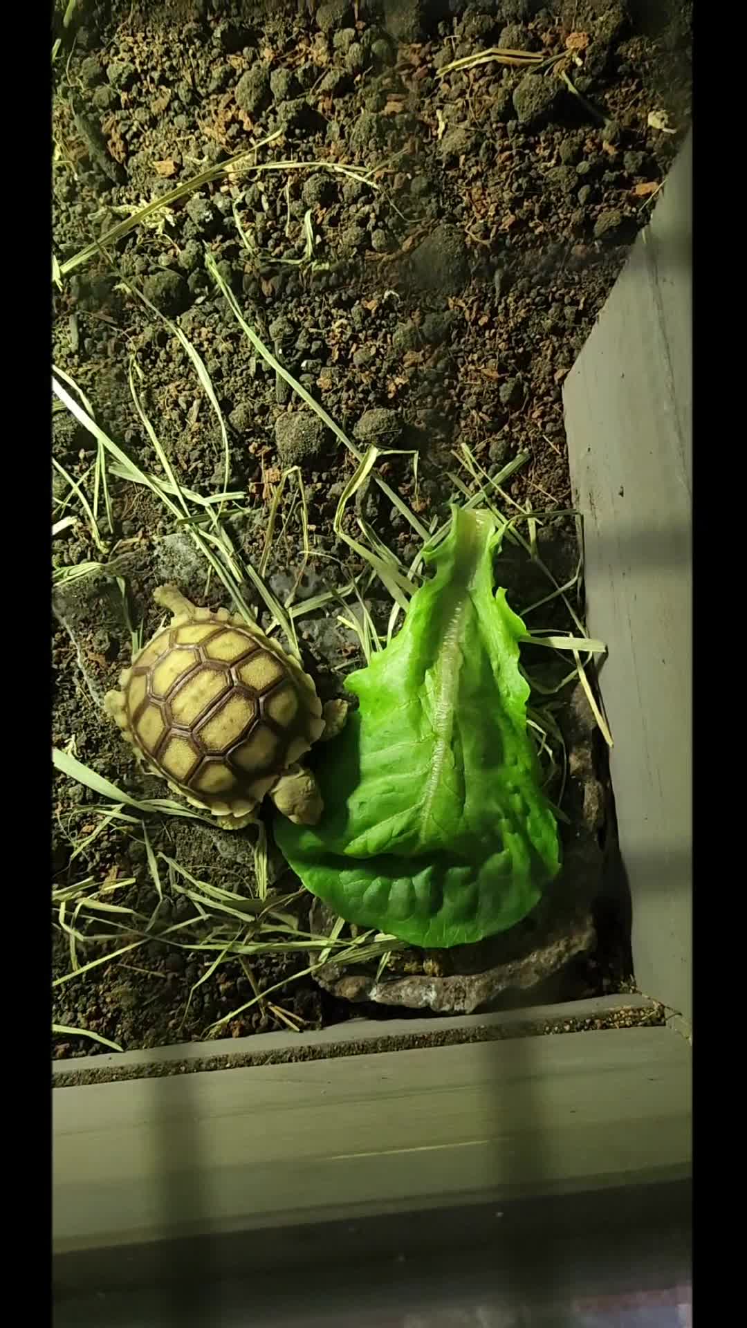 @Ballard’s Reptiles