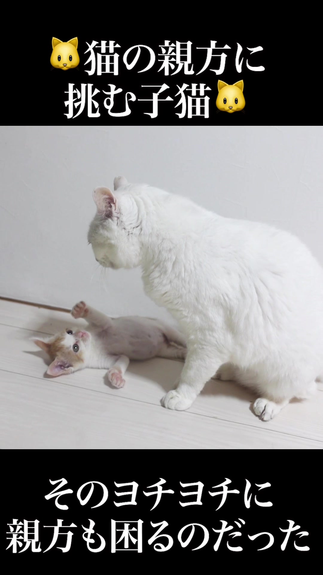 @ねこかます