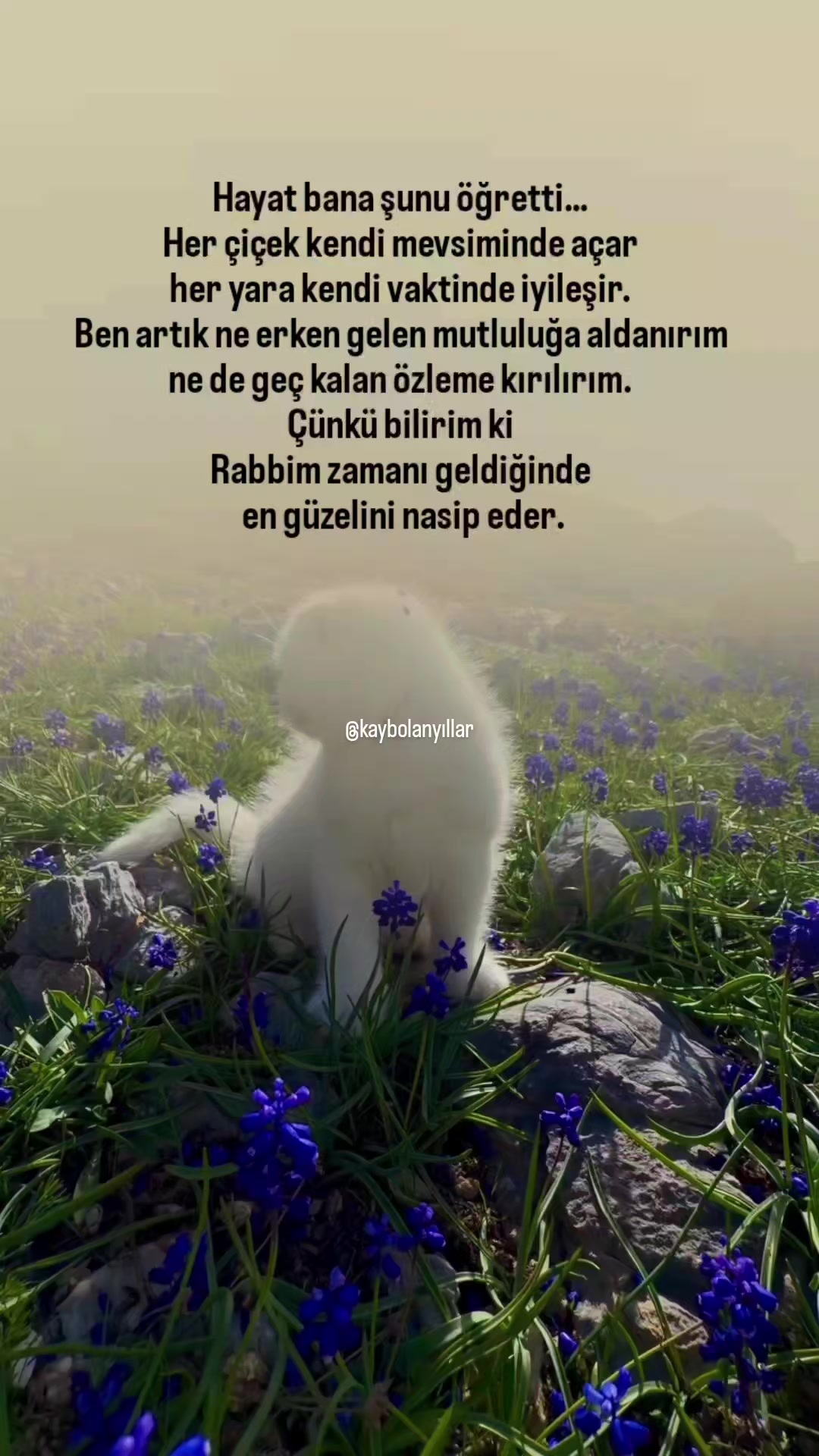 @𝐊𝐚𝐲𝐛𝐨𝐥𝐚𝐧 𝐲ı𝐥𝐥𝐚𝐫