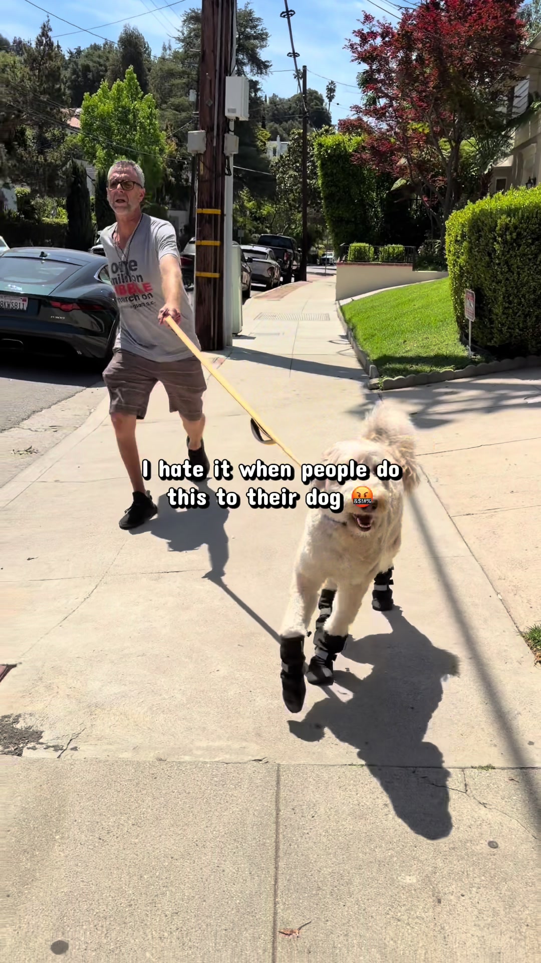 @Joyride Dogs