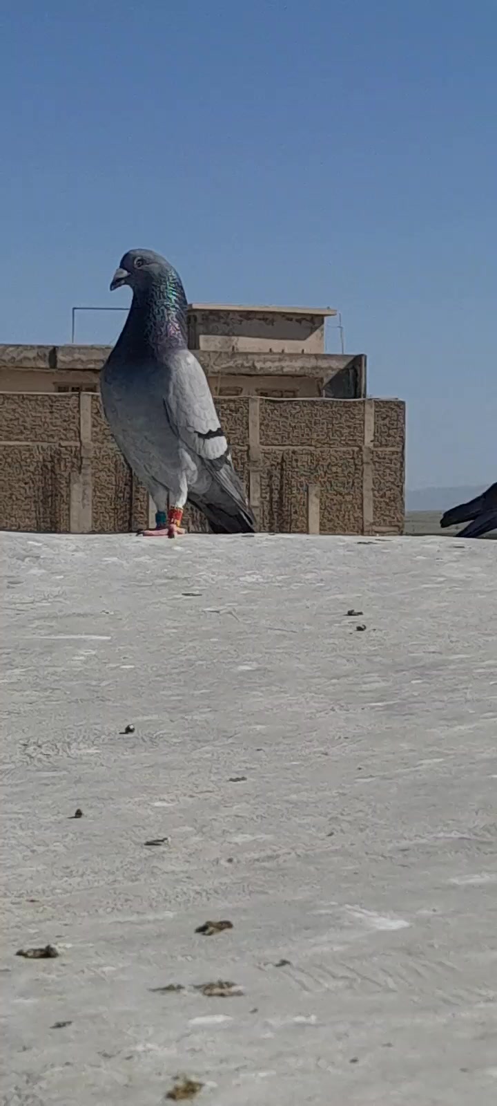 @chamanjanshoukmallroade