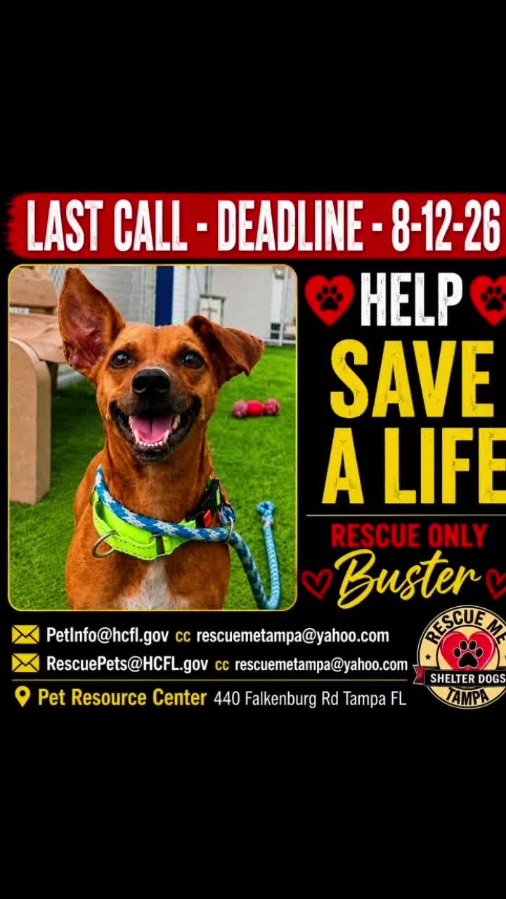@RescueMeTampa-ShelterDogs