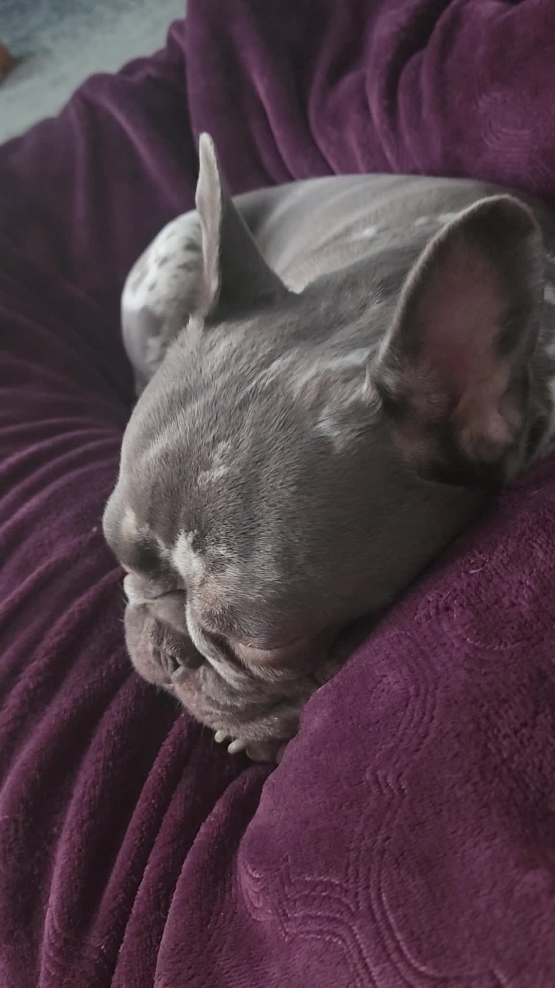 @Dexter207Frenchie