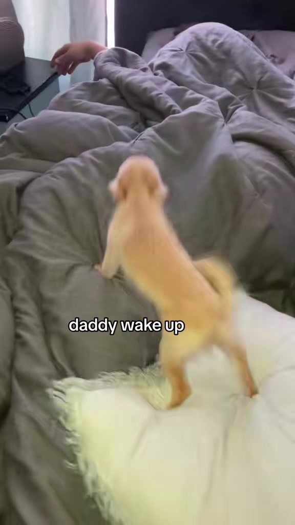 @thechihuahuafamily1