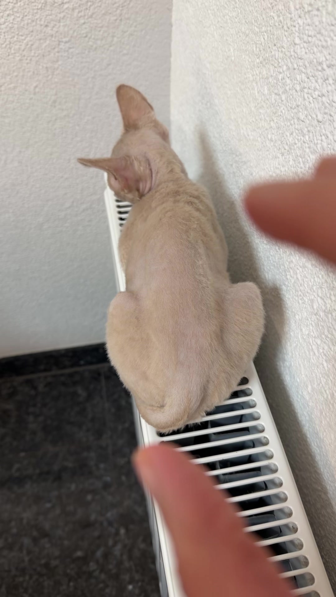 @TugbasCats