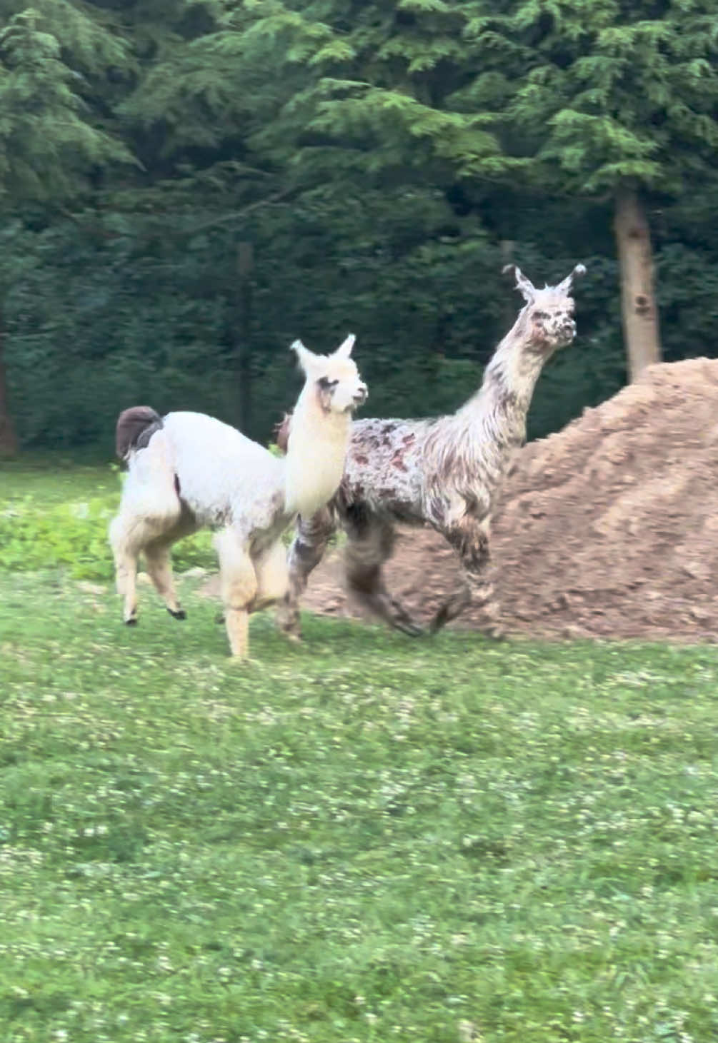 @The Packing Llamas